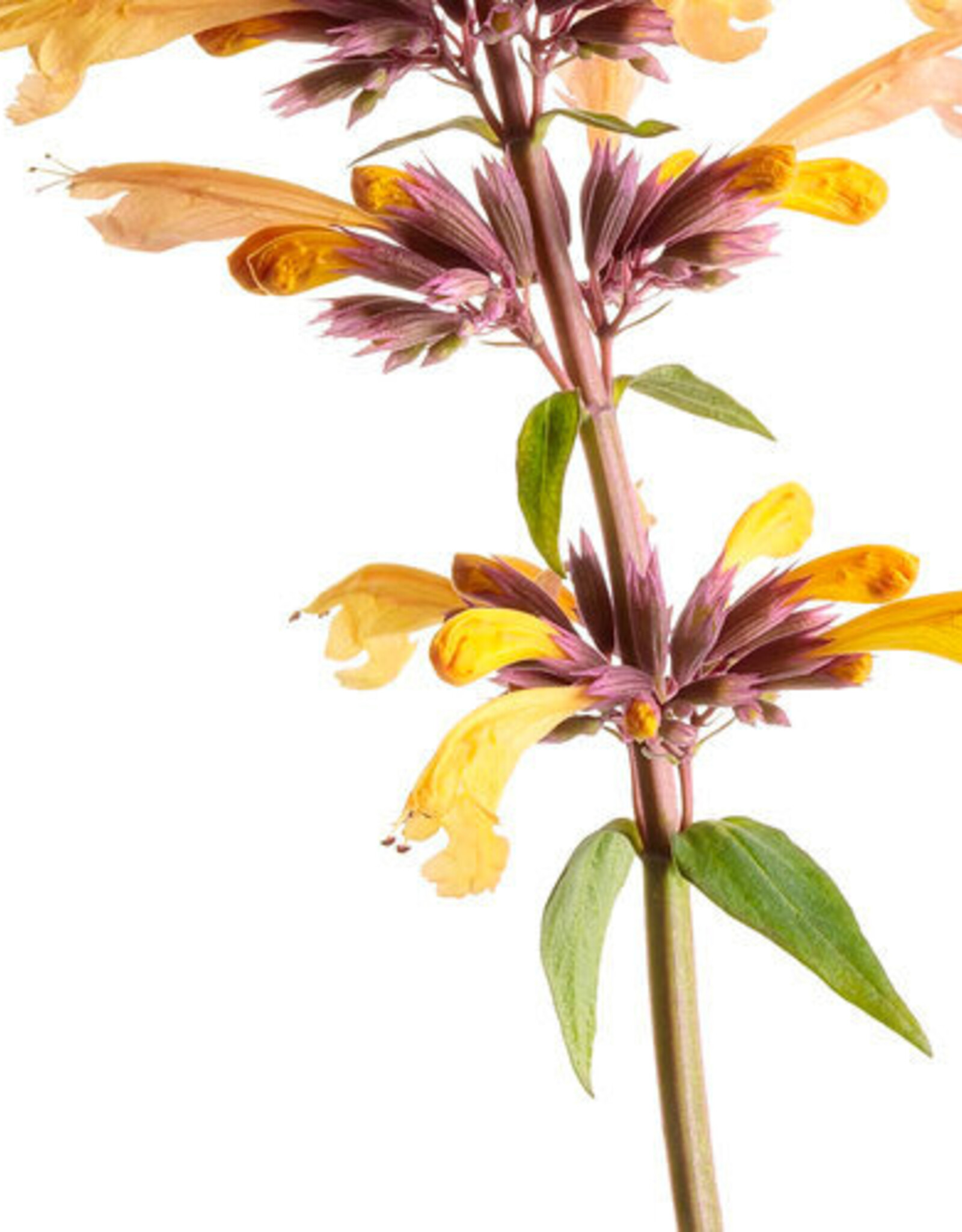 Proven Winners Agastache - Licorice Mint - Meant to Bee Queen Nectarine 1gal