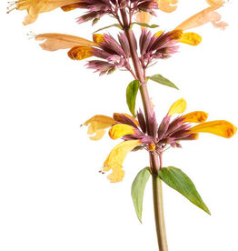 Proven Winners Agastache - Licorice Mint - Meant to Bee Queen Nectarine 1gal