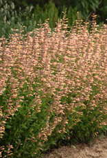 Proven Winners Agastache - Licorice Mint - Meant to Bee Queen Nectarine 1gal