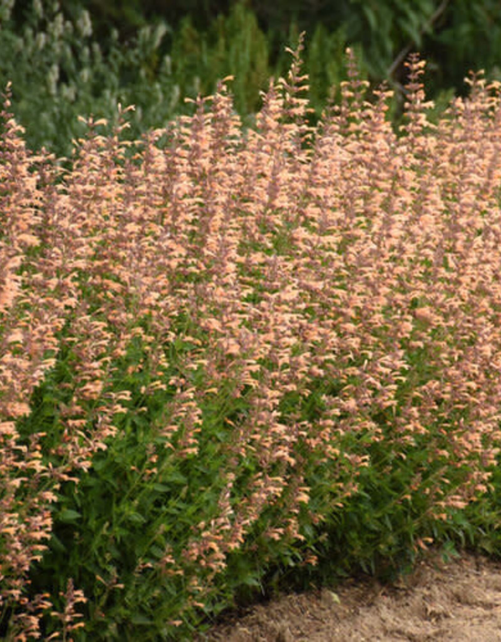 Proven Winners Agastache - Licorice Mint - Meant to Bee Queen Nectarine 1gal