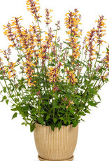 Proven Winners Agastache - Licorice Mint - Meant to Bee Queen Nectarine 1gal