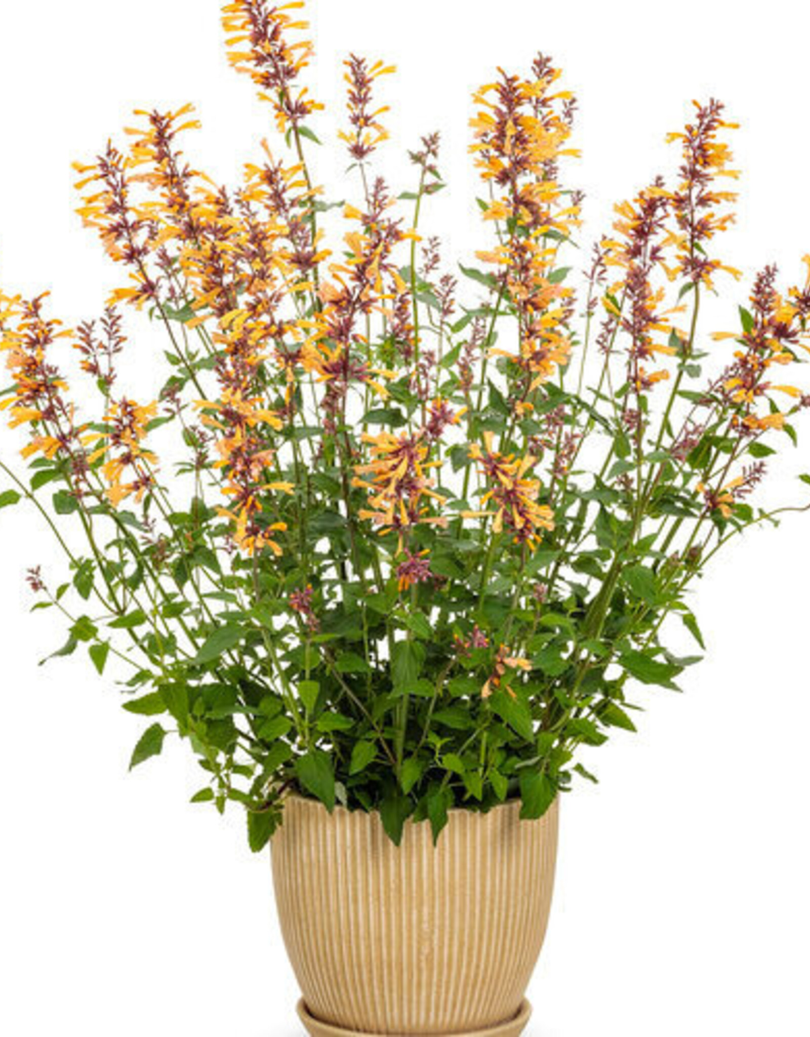 Proven Winners Agastache - Licorice Mint - Meant to Bee Queen Nectarine 1gal