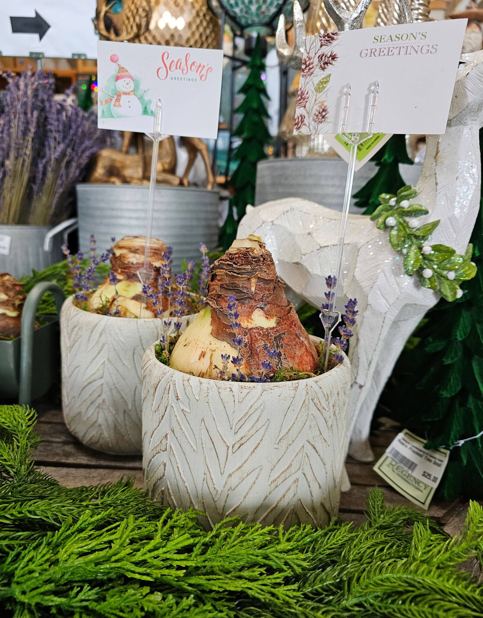 Mount Blanc - Amaryllis Arrangement