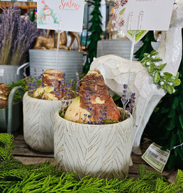 Mount Blanc - Amaryllis Arrangement