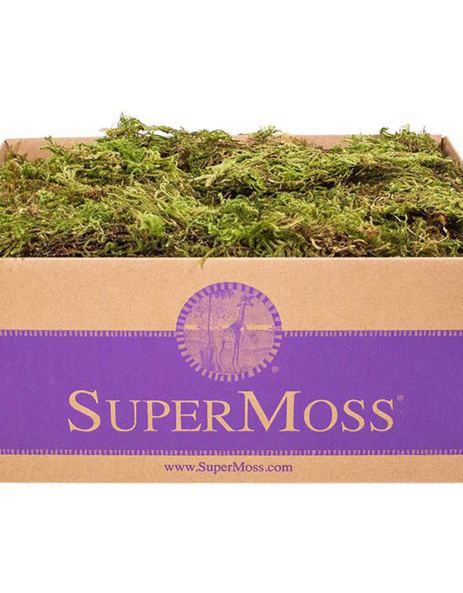 Forest Moss Dried Natural Green 8oz Bag