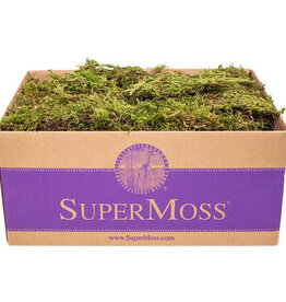 Forest Moss Dried Natural Green 2oz Bag