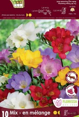 Freesia Single Mixed - Package of 10