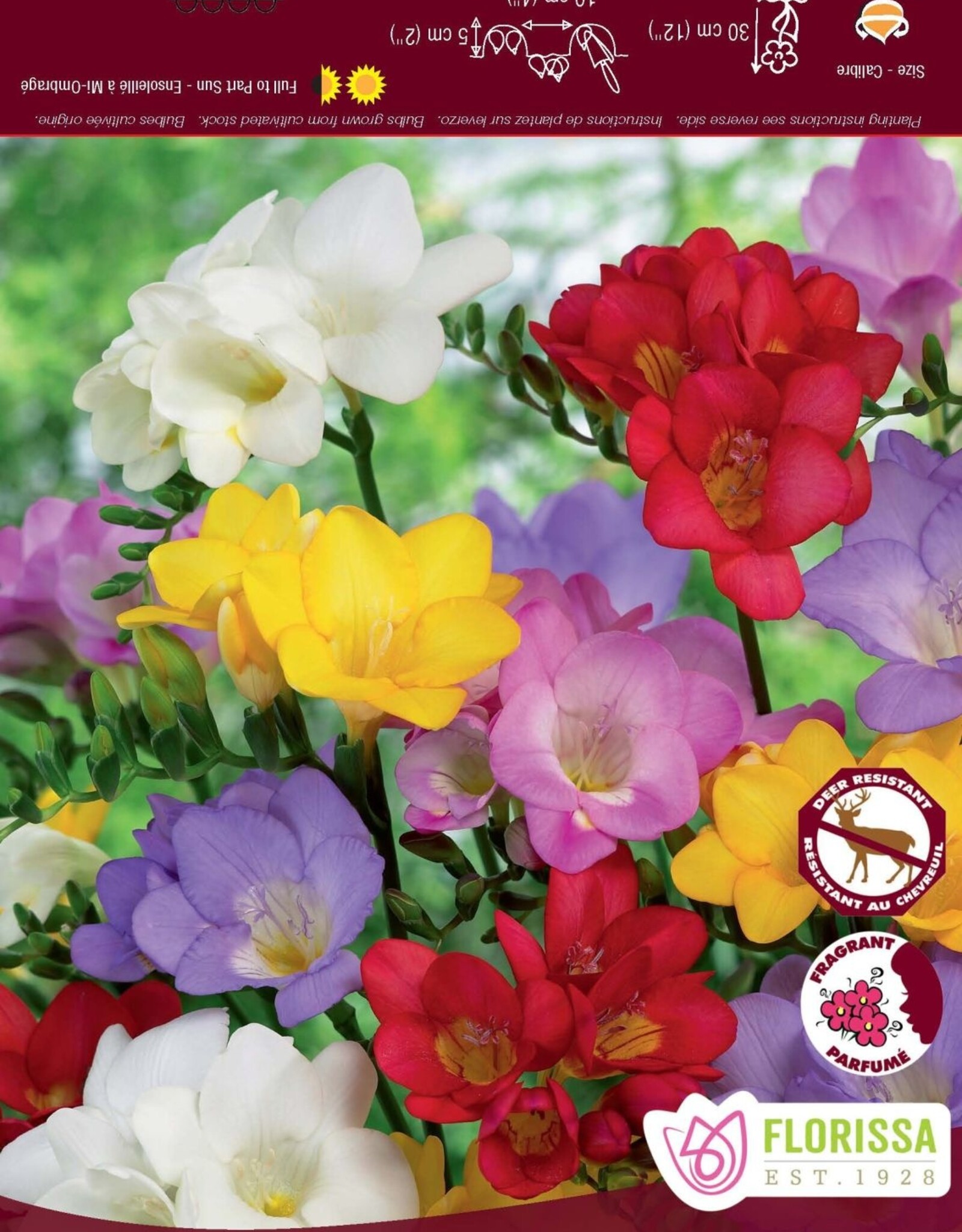 Freesia Single Mixed - Package of 10