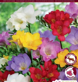 Freesia Single Mixed - Package of 10