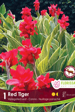 Canna Red Tiger pkg1