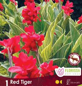 Canna Red Tiger pkg1