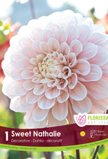 Dahlia Dinnerplate Sweet Natalie - Package of 1