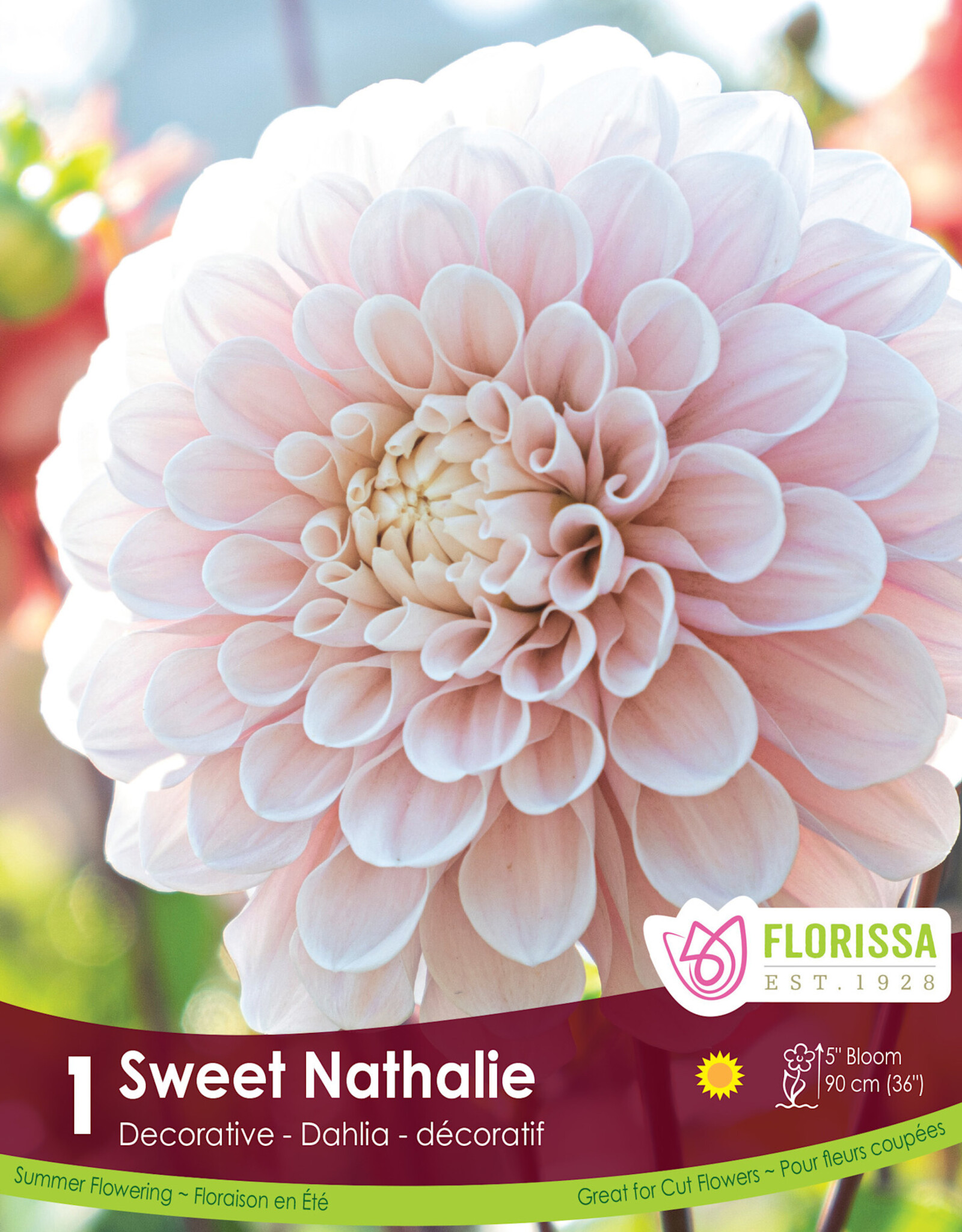Dahlia Dinnerplate Sweet Natalie - Package of 1