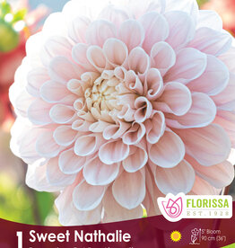 Dahlia Dinnerplate Sweet Natalie - Package of 1