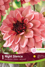 Dahlia Night Silence - Package of 1