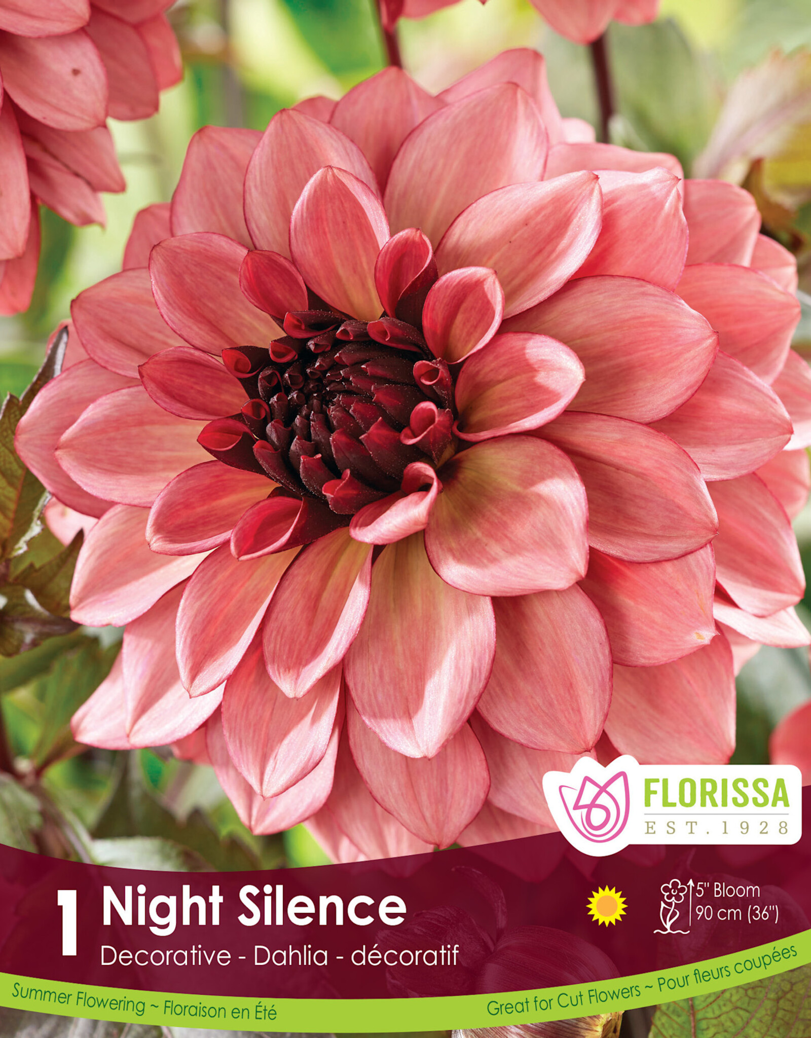 Dahlia Night Silence - Package of 1