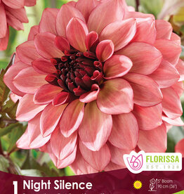 Dahlia Night Silence - Package of 1