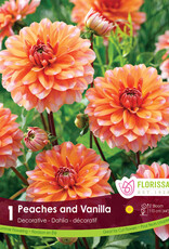 Dahlia Peaches and Vanilla - Package of 1