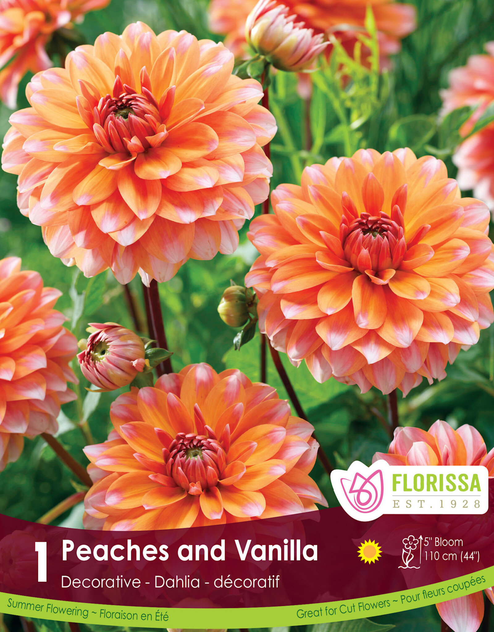 Dahlia Peaches and Vanilla - Package of 1
