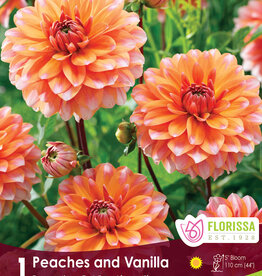 Dahlia Peaches and Vanilla - Package of 1