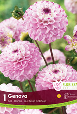 Dahlia Ball Genova - Package of 1