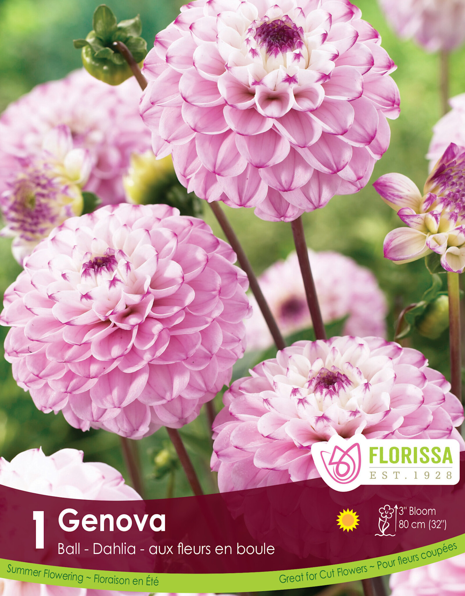 Dahlia Ball Genova - Package of 1