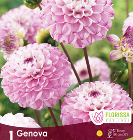 Dahlia Ball Genova - Package of 1
