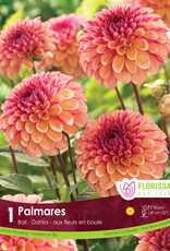 Dahlia Ball Palmares - Package of 1