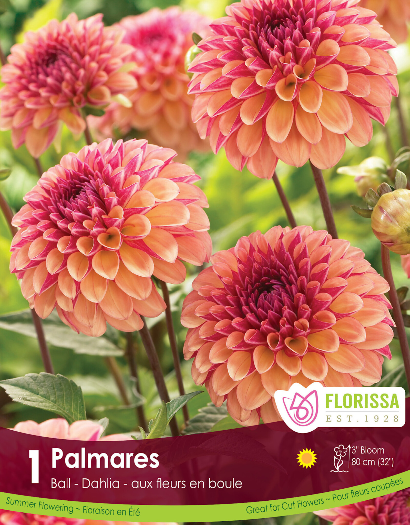 Dahlia Ball Palmares - Package of 1