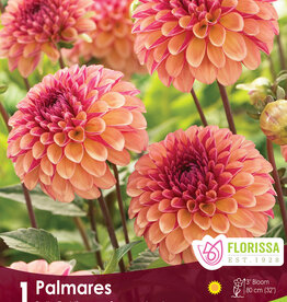 Dahlia Ball Palmares - Package of 1
