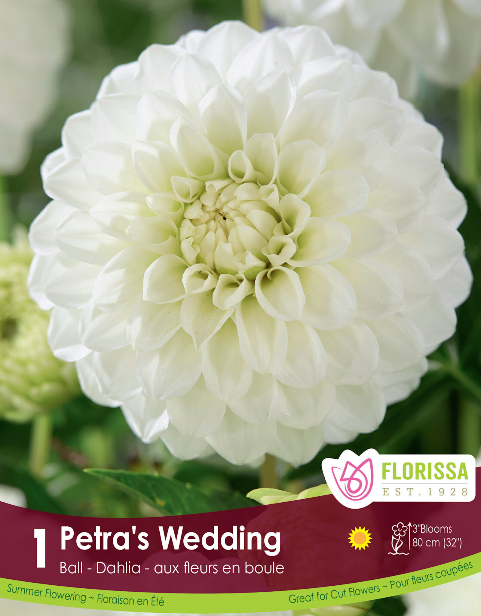 Dahlia Ball Petras Wedding - Package of 1