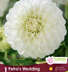 Dahlia Ball Petras Wedding - Package of 1