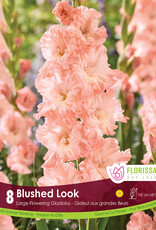 Gladiola Blushed Look Package of 8 Bulbs