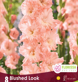 Gladiola Blushed Look Package of 8 Bulbs