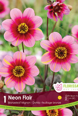 Dahlia Mignon Neon Flair - Package of 1