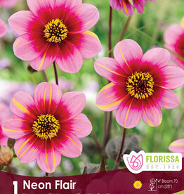 Dahlia Mignon Neon Flair - Package of 1