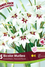 Acidanthera package of 25