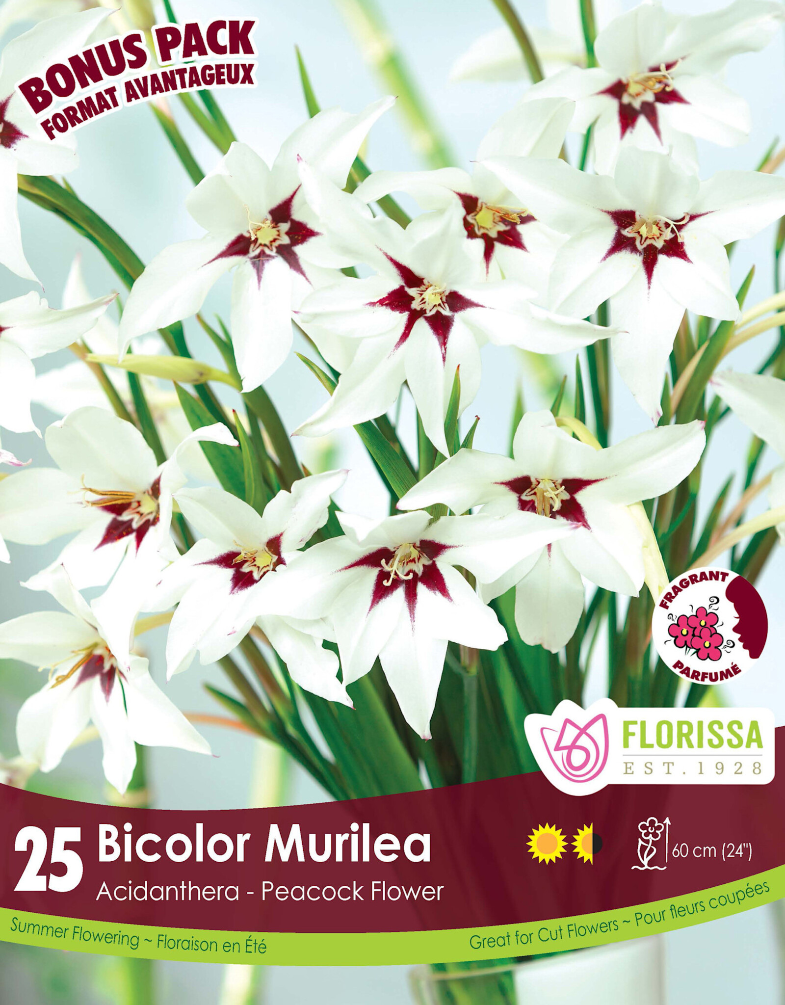 Acidanthera package of 25