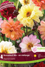 Dahlia Bronze Leaf Mix - Package of 1