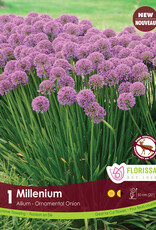 Allium Millenium Package of 1