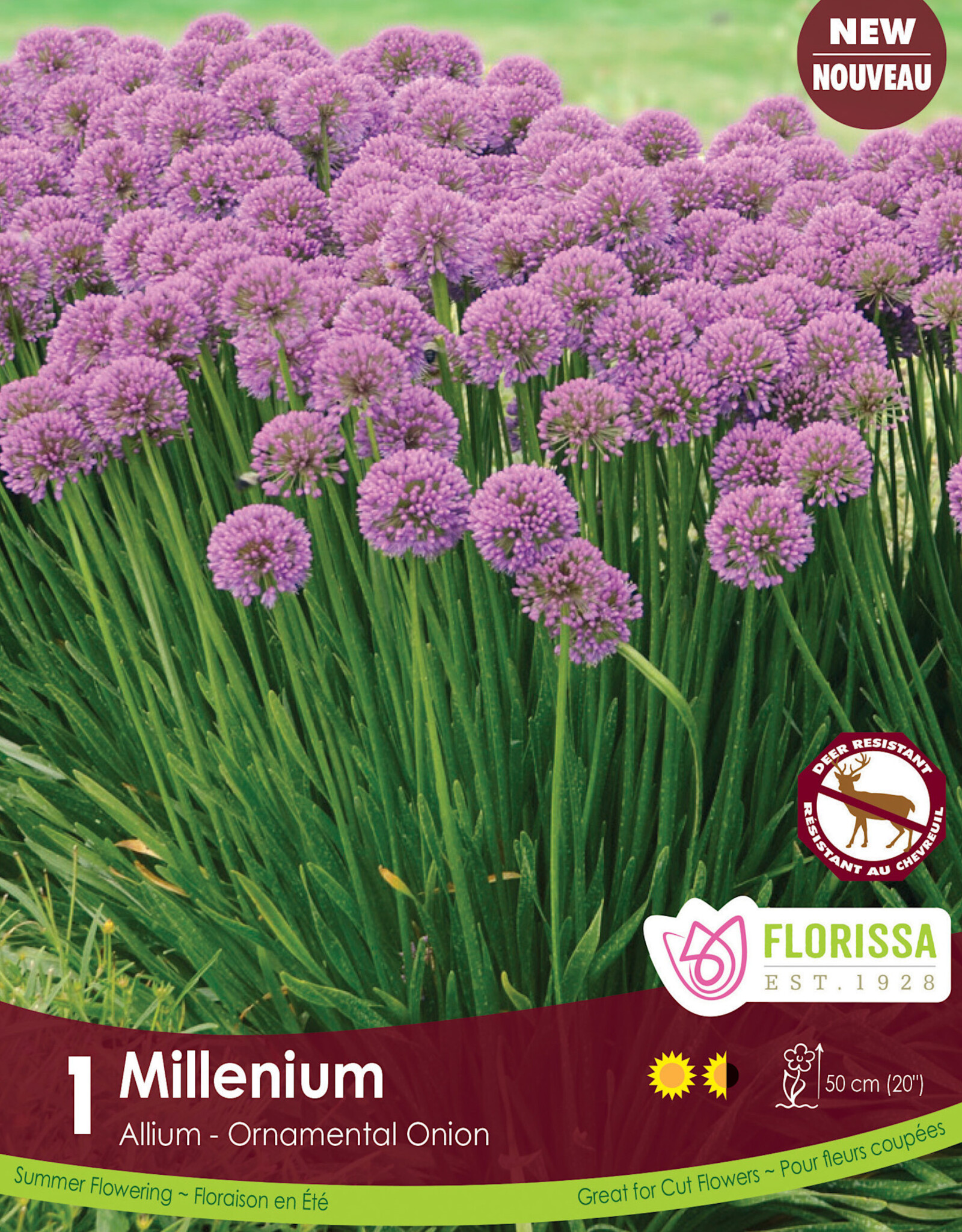 Allium Millenium Package of 1
