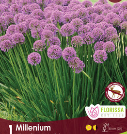 Allium Millenium Package of 1