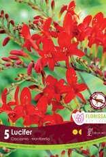 Crocosmia Lucifer Package of 5