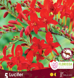 Crocosmia Lucifer Package of 5