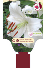 Lily Bareroot (each)