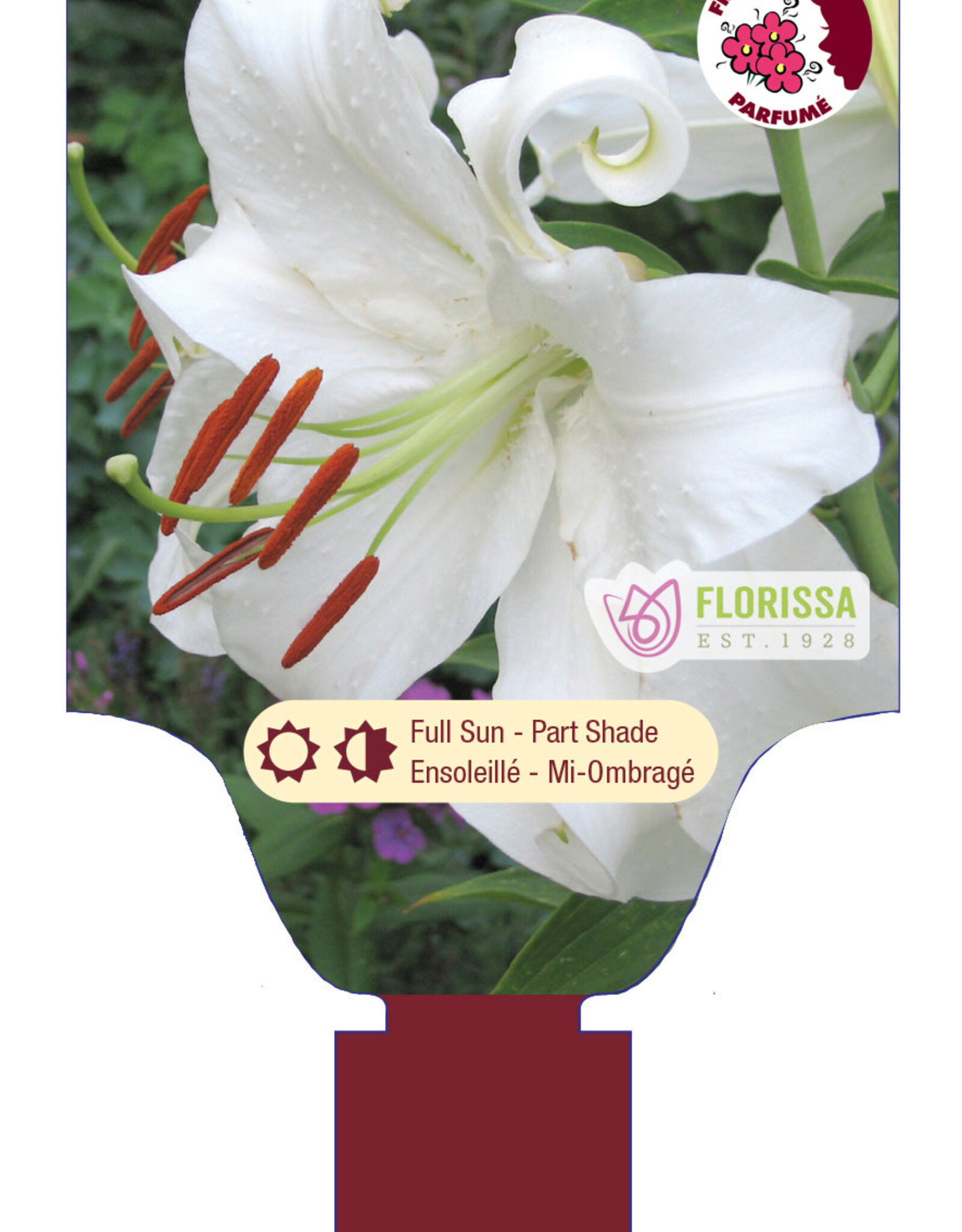 Lily Bareroot (each)