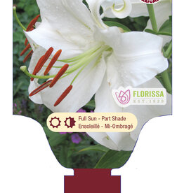 Lily Bareroot (each)