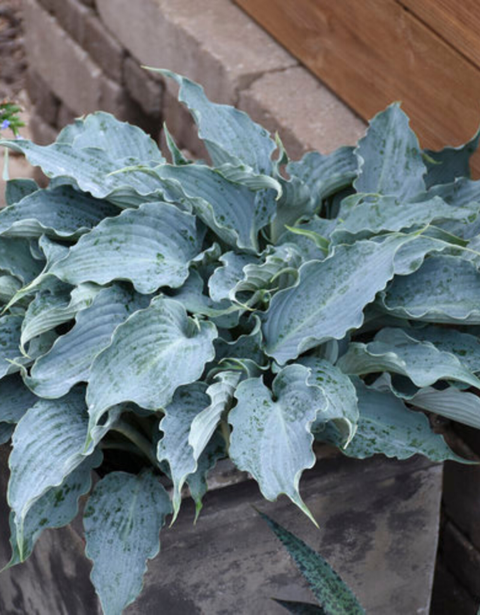 Proven Winners Hosta PW Waterslide 4inch
