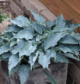 Proven Winners Hosta PW Waterslide 4inch