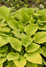 Proven Winners Hosta PW Coast to Coast 4inch